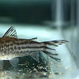 Bannertail Cory, photo 5