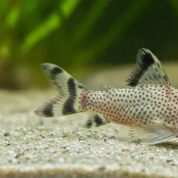 Bannertail Cory, photo 6