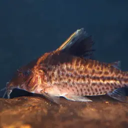 Robusta Cory, photo 1