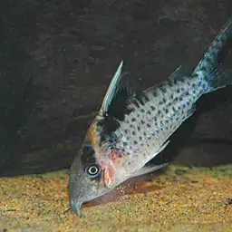 Robusta Cory, photo 2