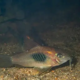 Black Venezuelan Corydoras (Tank-Bred)