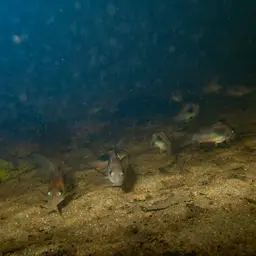 Black Venezuelan Corydoras (Tank-Bred), photo 4