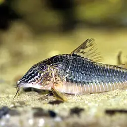 Long-nosed Cory, photo 2