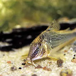 Long-nosed Cory, photo 3