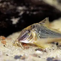 Long-nosed Cory, photo 4