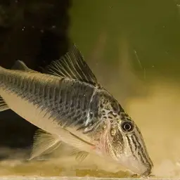 Peru black cory, photo 1