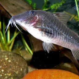 Peru black cory, photo 2