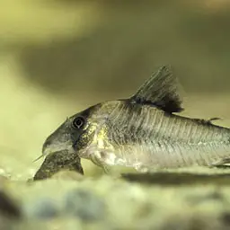 Northern longsnose cory, photo 1