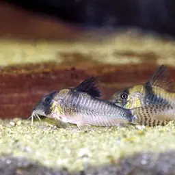 Northern longsnose cory, photo 2