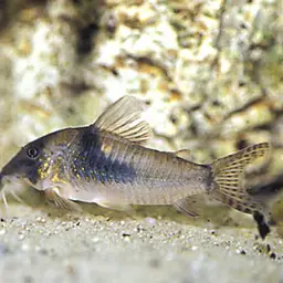 Northern longsnose cory, photo 3
