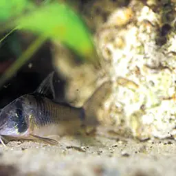 Northern longsnose cory, photo 4
