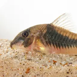 Northern longsnose cory, photo 6