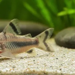 Northern longsnose cory, photo 7