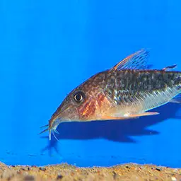 Seuss' cory, photo 1