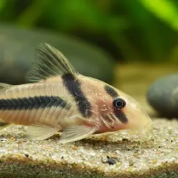 Seuss' cory, photo 2