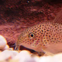 Smudge spot cory, photo 1