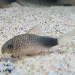 Smudge spot cory, photo 4
