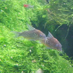 False Network Cory, photo 6