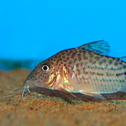 Millennium Cory, photo 1