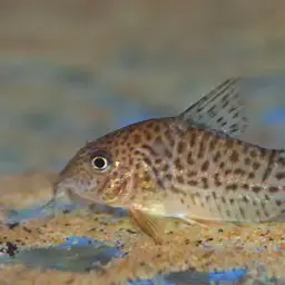 Millennium Cory, photo 2