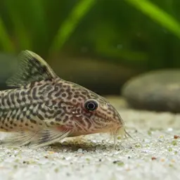 Millennium Cory, photo 3