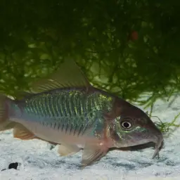 Emerald Cory, photo 1