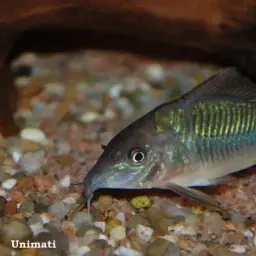 Emerald Cory, photo 3