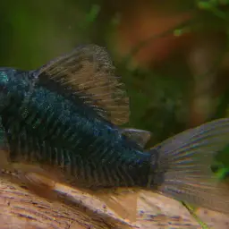 Emerald Cory, photo 5