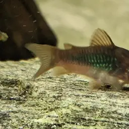 Emerald Cory, photo 9