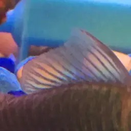 Emerald Cory, photo 10