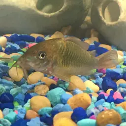 Emerald Cory, photo 11