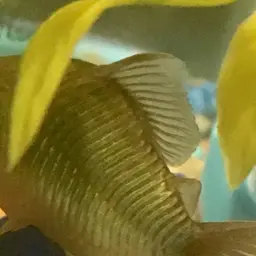 Emerald Cory, photo 12