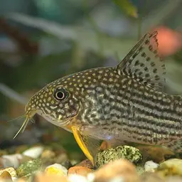 Sterba's Cory, photo 1