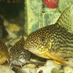Sterba's Cory, photo 2