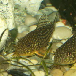 Sterba's Cory, photo 3