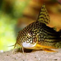 Sterba's Cory, photo 4