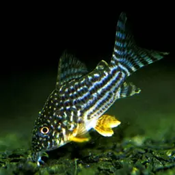 Sterba's Cory, photo 5