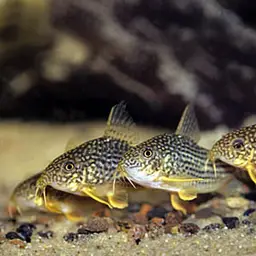 Sterba's Cory, photo 6