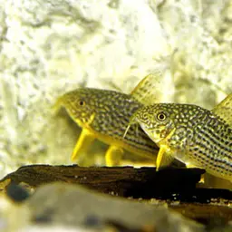 Sterba's Cory, photo 7