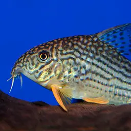 Sterba's Cory, photo 8