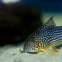 Sterba's Cory, photo 9