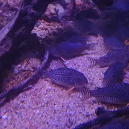 Sterba's Cory, photo 10