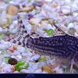 Sterba's Cory, photo 11