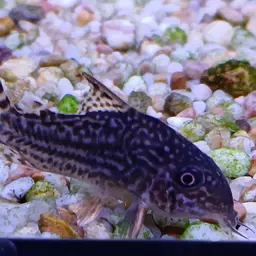 Sterba's Cory, photo 12