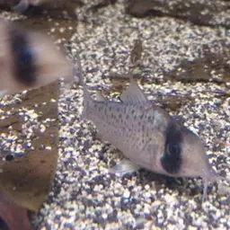 Sychri Cory