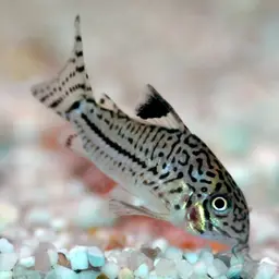 Julii Cory, photo 1
