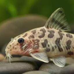 Corydoras undulatus