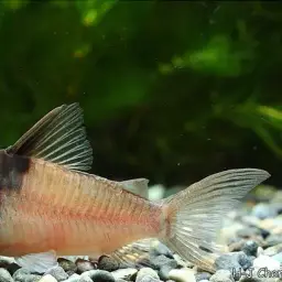 Virginia's Cory