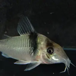 Virginia's Cory, photo 2