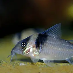 Virginia's Cory, photo 3